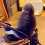 『病院に注射をしにきた』と知らずテンションMAXのワンコ→思っていた場所と違い…予想外な展開が382万再生「爆上がりで草」「たまらん」(ブログ)