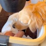 『産まれたての赤ちゃん』を家に連れて帰ったら、すぐに大型犬が出迎えて…優しさ100％で接する光景が19万再生「寄り添ってる」「最高の兄」(ブログ)