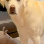 おもちゃが隙間に入ってしまった大型犬→気づかないフリをした結果…絶対に無視できない『切なすぎる表情』が20万再生「眉毛がｗ」「可愛すぎ」(ブログ)