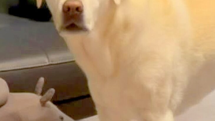 おもちゃが隙間に入ってしまった大型犬→気づかないフリをした結果…絶対に無視できない『切なすぎる表情』が20万再生「眉毛がｗ」「可愛すぎ」(ブログ)