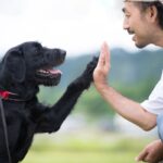 愛犬は飼い主の顔を認識しているの？どのくらいの距離からわかる？判断する方法まで解説(ブログ)