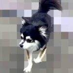 家の近くで『捨てられた犬』を発見→飼い主の情報が見つからず…涙あふれる『3ヶ月後の光景』が20万再生「運命的な出会い」「泣いた」と感動(ブログ)