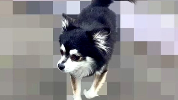 家の近くで『捨てられた犬』を発見→飼い主の情報が見つからず…涙あふれる『3ヶ月後の光景』が20万再生「運命的な出会い」「泣いた」と感動(ブログ)