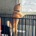 『実家の犬、俺が出てってからずっと外を見てる』と思ったら…帰省後の『衝撃的な光景』に41万いいねの大反響「吹いたｗ」「いい顔で草」と爆笑(ブログ)