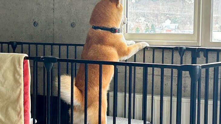 『実家の犬、俺が出てってからずっと外を見てる』と思ったら…帰省後の『衝撃的な光景』に41万いいねの大反響「吹いたｗ」「いい顔で草」と爆笑(ブログ)