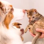 母が子猫を連れて遊びに→初対面なのに、犬たちの『母性』が爆発して…泣けるほど尊い光景が41万再生「愛がダダ漏れ」「猫さん濡れてて笑うｗ」(ブログ)