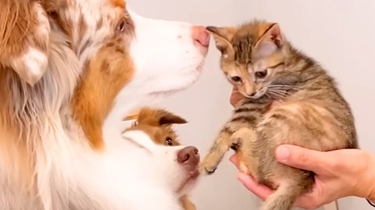 母が子猫を連れて遊びに→初対面なのに、犬たちの『母性』が爆発して…泣けるほど尊い光景が41万再生「愛がダダ漏れ」「猫さん濡れてて笑うｗ」(ブログ)