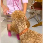 ママと子供がいなくて『ご飯ものどを通らないほど寂しがった大型犬』→帰宅した瞬間に…泣けるほど愛おしい『おかえりなさい』に６万再生の反響(ブログ)