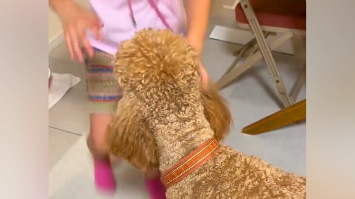 ママと子供がいなくて『ご飯ものどを通らないほど寂しがった大型犬』→帰宅した瞬間に…泣けるほど愛おしい『おかえりなさい』に６万再生の反響(ブログ)