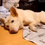 真夏の炎天下、空き地に倒れていた『ガリガリの犬』を保護…涙が止まらない『3ヶ月後の光景』が137万再生「優しさに感動」「泣ける」と反響(ブログ)