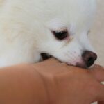 犬がやりがちな『困った行動』4選　正しい対処法はある？克服するための改善策までご紹介(ブログ)