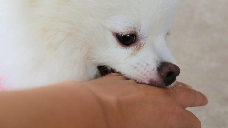 犬がやりがちな『困った行動』4選　正しい対処法はある？克服するための改善策までご紹介(ブログ)