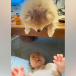 赤ちゃんが『テーブルの上にいる犬』を見て喜んでいたら、顔を近づけて…まるで人間のような『ほっこりが止まらない光景』に反響「優しい…」(ブログ)