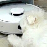 『お掃除ロボット』を発見した犬→何をするのかと思ったら…想定外な『可愛すぎる行動』に1万いいね「おしり可愛いｗ」「吸い込まれないように」(ブログ)
