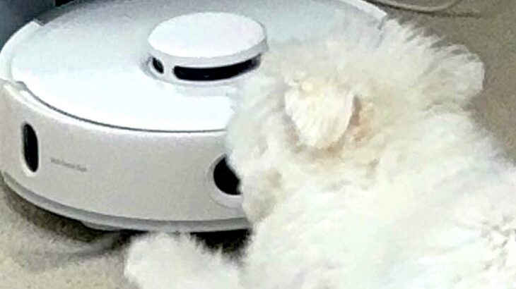 『お掃除ロボット』を発見した犬→何をするのかと思ったら…想定外な『可愛すぎる行動』に1万いいね「おしり可愛いｗ」「吸い込まれないように」(ブログ)