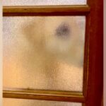 お風呂掃除が終わり、部屋に戻ると『寝ていた盲目の犬』が…泣けるほど尊い『お出迎え』が55万再生「泣けてきた」「愛情たっぷりの笑顔」と絶賛(ブログ)