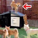子育てを妻犬に丸投げしてきた夫犬→子どもが成長した結果…納得せざるを得ない『末路』が51万再生「母強し…ｗ」「微笑ましい一家」と絶賛の声(ブログ)