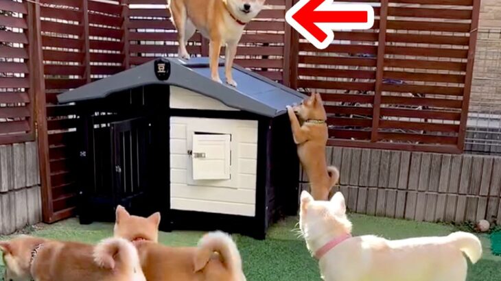 子育てを妻犬に丸投げしてきた夫犬→子どもが成長した結果…納得せざるを得ない『末路』が51万再生「母強し…ｗ」「微笑ましい一家」と絶賛の声(ブログ)