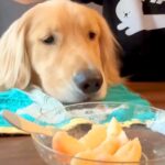 『桃食べる？』と大型犬に聞いてみたら…まるで人の子どものような『分け合って食べる光景』が66万再生「表情可愛すぎ」「最後の1個ガン見ｗ」(ブログ)