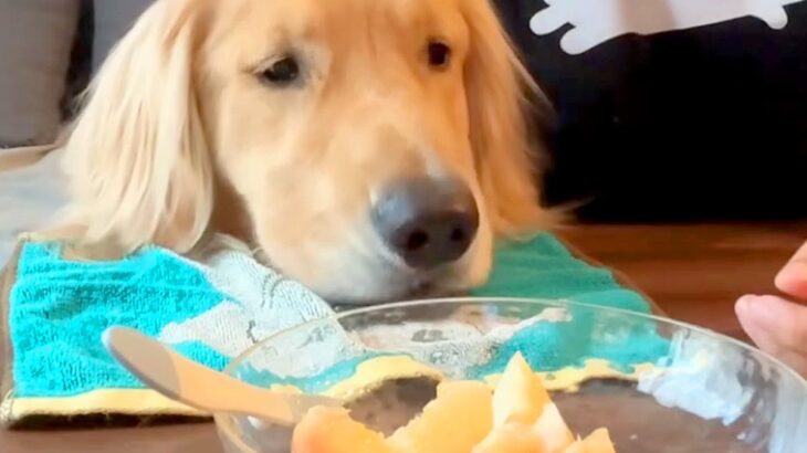 『桃食べる？』と大型犬に聞いてみたら…まるで人の子どものような『分け合って食べる光景』が66万再生「表情可愛すぎ」「最後の1個ガン見ｗ」(ブログ)