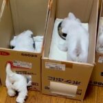 ご飯を食べる6匹の赤ちゃん犬→あまりにも可愛い『一蘭スタイルの食事』が203万再生「ルール守ってない客いて草」「コーヒー吹いたｗ」と絶賛(ブログ)