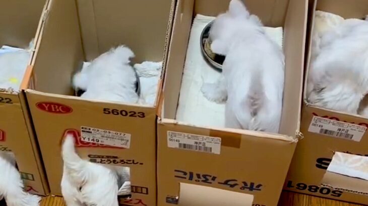 ご飯を食べる6匹の赤ちゃん犬→あまりにも可愛い『一蘭スタイルの食事』が203万再生「ルール守ってない客いて草」「コーヒー吹いたｗ」と絶賛(ブログ)