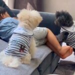 ついさっきまで遊んでいた男の子が『39.2度の高熱』に→2匹の犬が近づいて…優しすぎる『尊い光景』に反響「心配だよね」「守ってる」と称賛(ブログ)