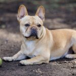 犬の体が汚れてしまう4つの原因　清潔を保つことの重要性や飼い主がすべきケアの方法もご紹介(ブログ)