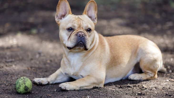 犬の体が汚れてしまう4つの原因　清潔を保つことの重要性や飼い主がすべきケアの方法もご紹介(ブログ)
