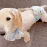 11歳目前で足が悪くなってしまった老犬→初めて『車椅子』に挑戦した結果…『涙あふれる光景』に反響「嬉しそうで泣ける」「本当に楽しそう」(ブログ)