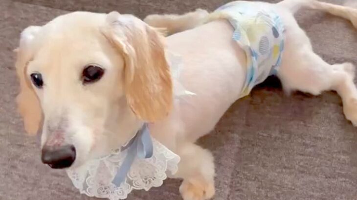 11歳目前で足が悪くなってしまった老犬→初めて『車椅子』に挑戦した結果…『涙あふれる光景』に反響「嬉しそうで泣ける」「本当に楽しそう」(ブログ)
