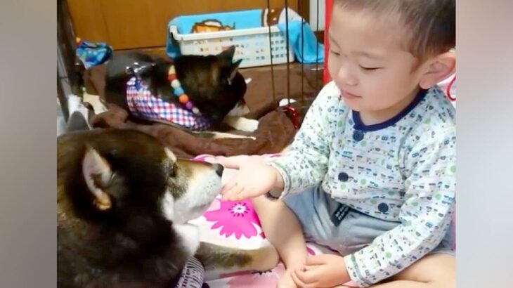 男の子が生まれてから『ずっとそばにいてくれた犬』が亡くなり…涙が止まらない『尊い記録』が14万再生「犬は大切なことを教えてくれる」と反響(ブログ)