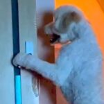 大型犬に追いかけ回されるので『別の部屋に逃げた』結果→ドアの前で…まさかすぎる行動が10万再生「中におっさん入ってる？」「開け方ｗｗ」(ブログ)