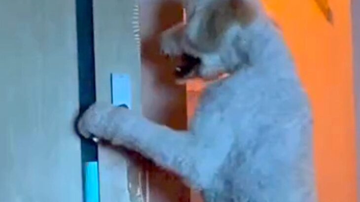 大型犬に追いかけ回されるので『別の部屋に逃げた』結果→ドアの前で…まさかすぎる行動が10万再生「中におっさん入ってる？」「開け方ｗｗ」(ブログ)
