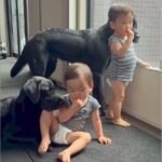 おやつを食べる2歳の双子ちゃん→大型犬たちが『羨ましい』と見ていたら…あまりにも尊い光景に反響「優しい世界」「幸せな時間」と6万再生(ブログ)