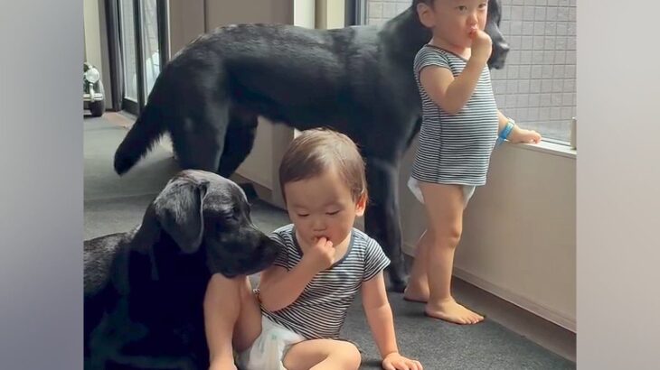 おやつを食べる2歳の双子ちゃん→大型犬たちが『羨ましい』と見ていたら…あまりにも尊い光景に反響「優しい世界」「幸せな時間」と6万再生(ブログ)