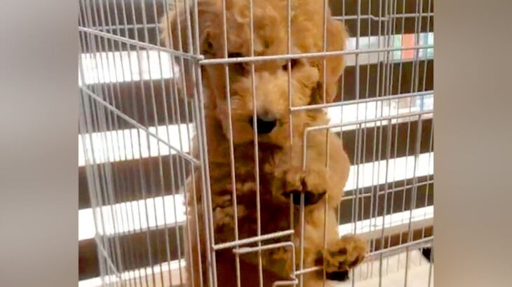 『こんなに可愛い赤ちゃん犬が…』8ヶ月後→信じられない『衝撃のビフォーアフター』が16万再生「犬型の人で草」「力が欲しいかって言いそう」(ブログ)