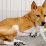 雷が怖くてブルブル震える犬→動けないでいたら、同居犬がそばにきて…泣けるほど尊い『家族愛を感じる光景』が20万再生「優しさに涙」「最高」(ブログ)