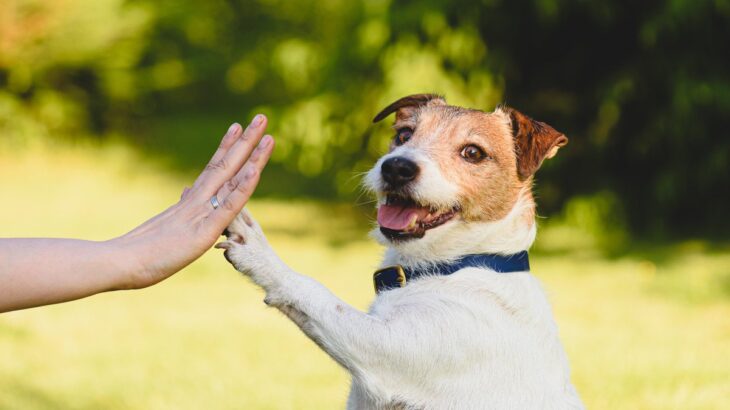 犬も『ジェスチャー』で意思表示することがある？何気ない8つの仕草に隠されている心理とは(ブログ)
