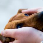 犬が『クゥーン』と鳴く理由５選　悲しそうな声を出すのはなぜ？不調を抱えている可能性や対処法まで(ブログ)