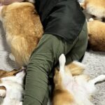 床で寝転がっていたら、5匹のコーギー犬が近づいて…まるで『夢のような光景』に5万いいね「合体ロボ？ｗ」「5斤も落ちてる…羨ましい」と絶賛(ブログ)