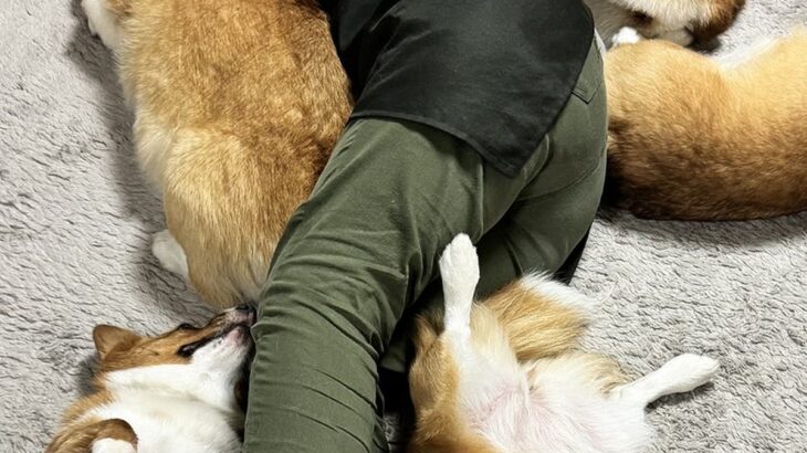床で寝転がっていたら、5匹のコーギー犬が近づいて…まるで『夢のような光景』に5万いいね「合体ロボ？ｗ」「5斤も落ちてる…羨ましい」と絶賛(ブログ)