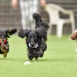 『興奮しやすい犬種』5選　どんなときに気持ちが高ぶってしまうの？落ち着かせる方法まで(ブログ)