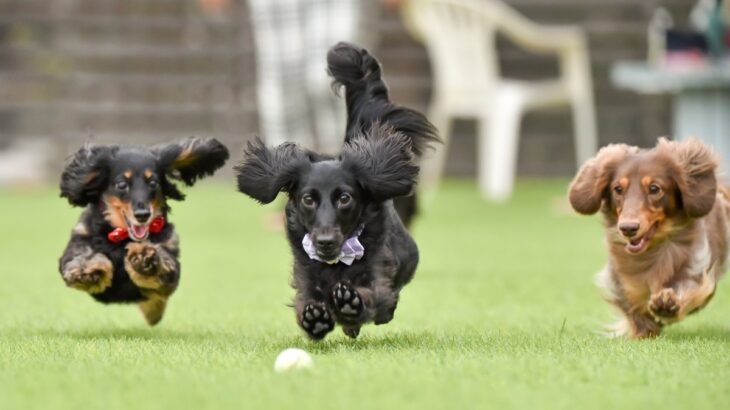『興奮しやすい犬種』5選　どんなときに気持ちが高ぶってしまうの？落ち着かせる方法まで(ブログ)
