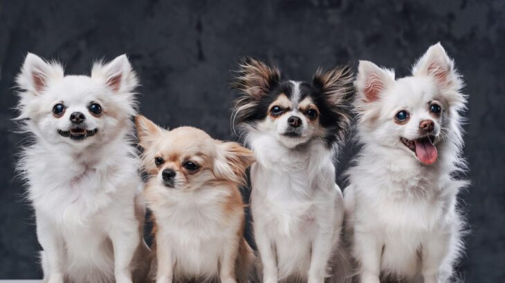 『体が小さい犬種』5選　小型犬を迎えるメリットや一緒に暮らす上で考えられるリスクまで(ブログ)