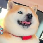 ペットホテルで疲れ果てた犬をお迎えに→帰りの車で意識を保てず…まるで人の子供のような『愛おしい光景』が21万再生「顔が…」「幸せそう」(ブログ)