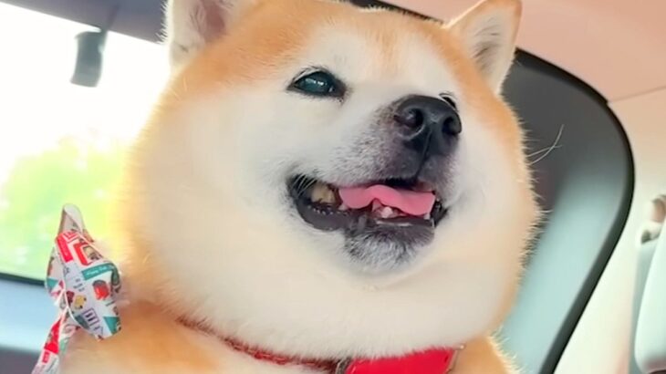 ペットホテルで疲れ果てた犬をお迎えに→帰りの車で意識を保てず…まるで人の子供のような『愛おしい光景』が21万再生「顔が…」「幸せそう」(ブログ)