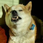犬の『逆くしゃみ』って何？放っておいても大丈夫？心配すべき症状まで解説(ブログ)