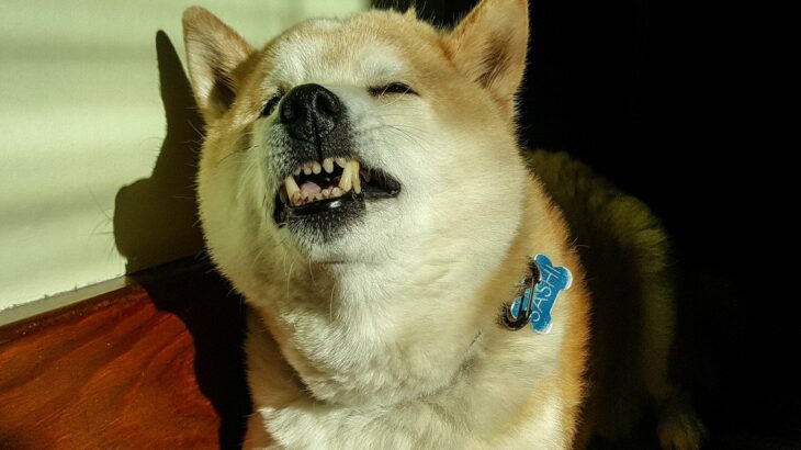 犬の『逆くしゃみ』って何？放っておいても大丈夫？心配すべき症状まで解説(ブログ)