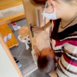 出産のため２週間の検査入院→退院後、赤ちゃんと家に帰った結果…涙が出るほど素敵な『秋田犬のはじめまして』が72万再生「なんか泣けた」(ブログ)